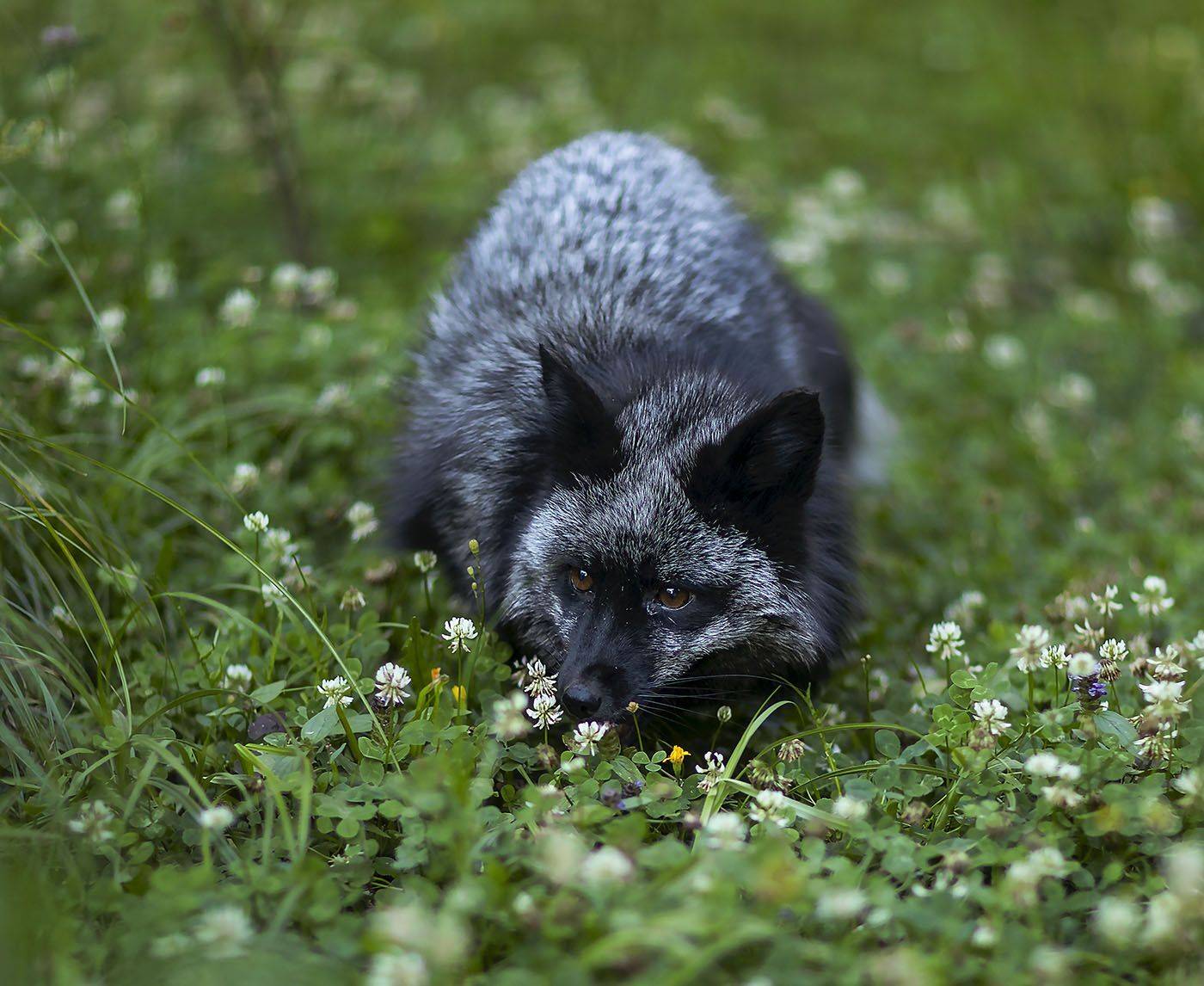 лиса,чернобурая,красотка,красота,природа, fox, black,beautiful, summer, nature, Юлия Стукалова