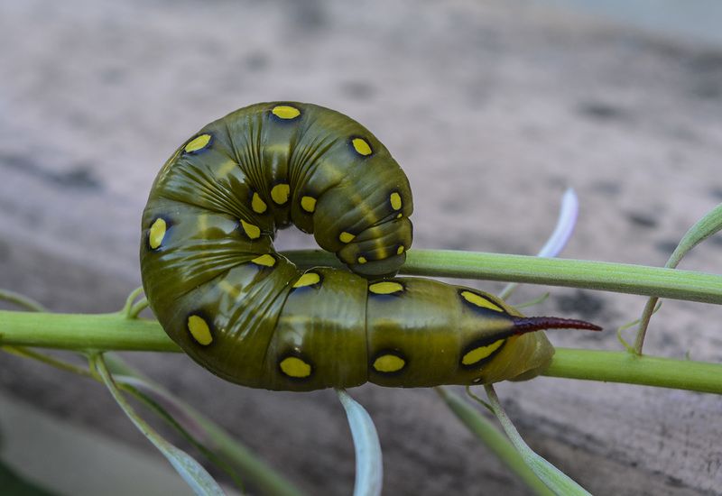 Гусеница бражника подмаренникового.photo preview