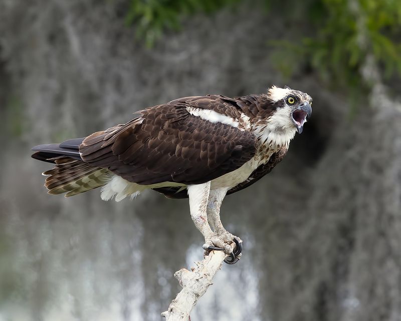 cкопа, osprey, florida, хищные птицы Osprey - Скопаphoto preview