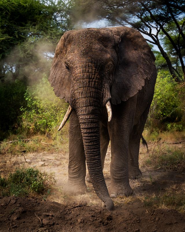 Elephant-Lake Manyara National Park-Tanzaniaphoto preview