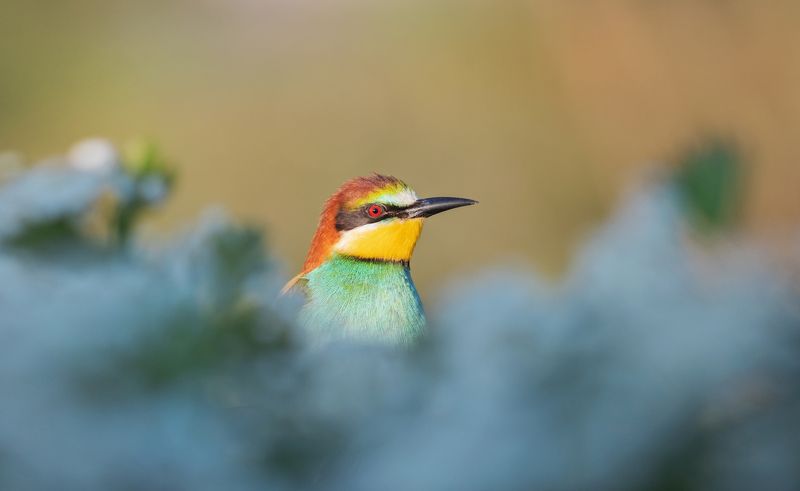 Иконаphoto preview