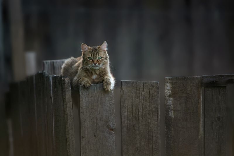 Местныйphoto preview