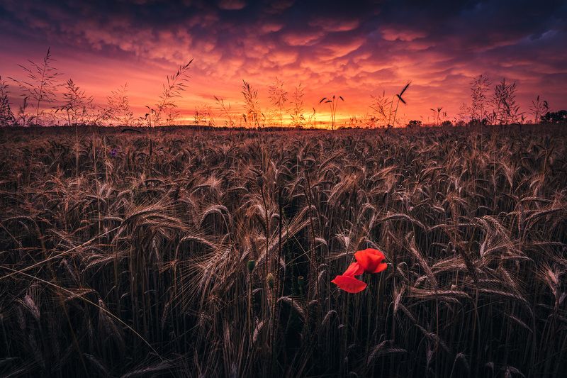 Individualistsphoto preview