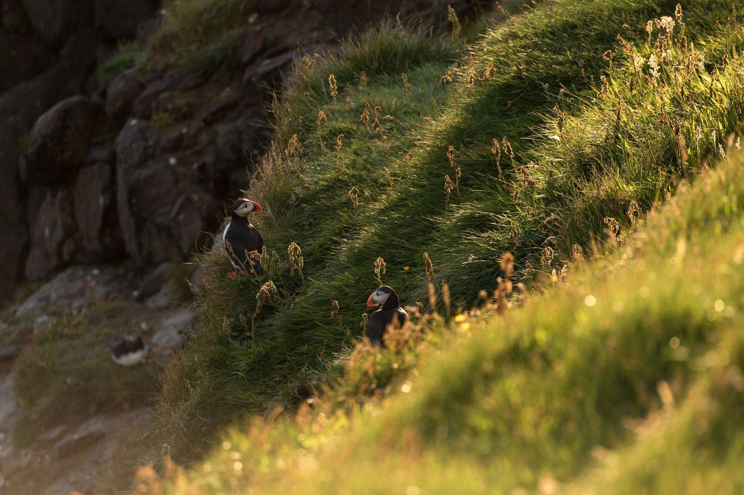 птицы, тупики, пернатые, природа, Константин Костин