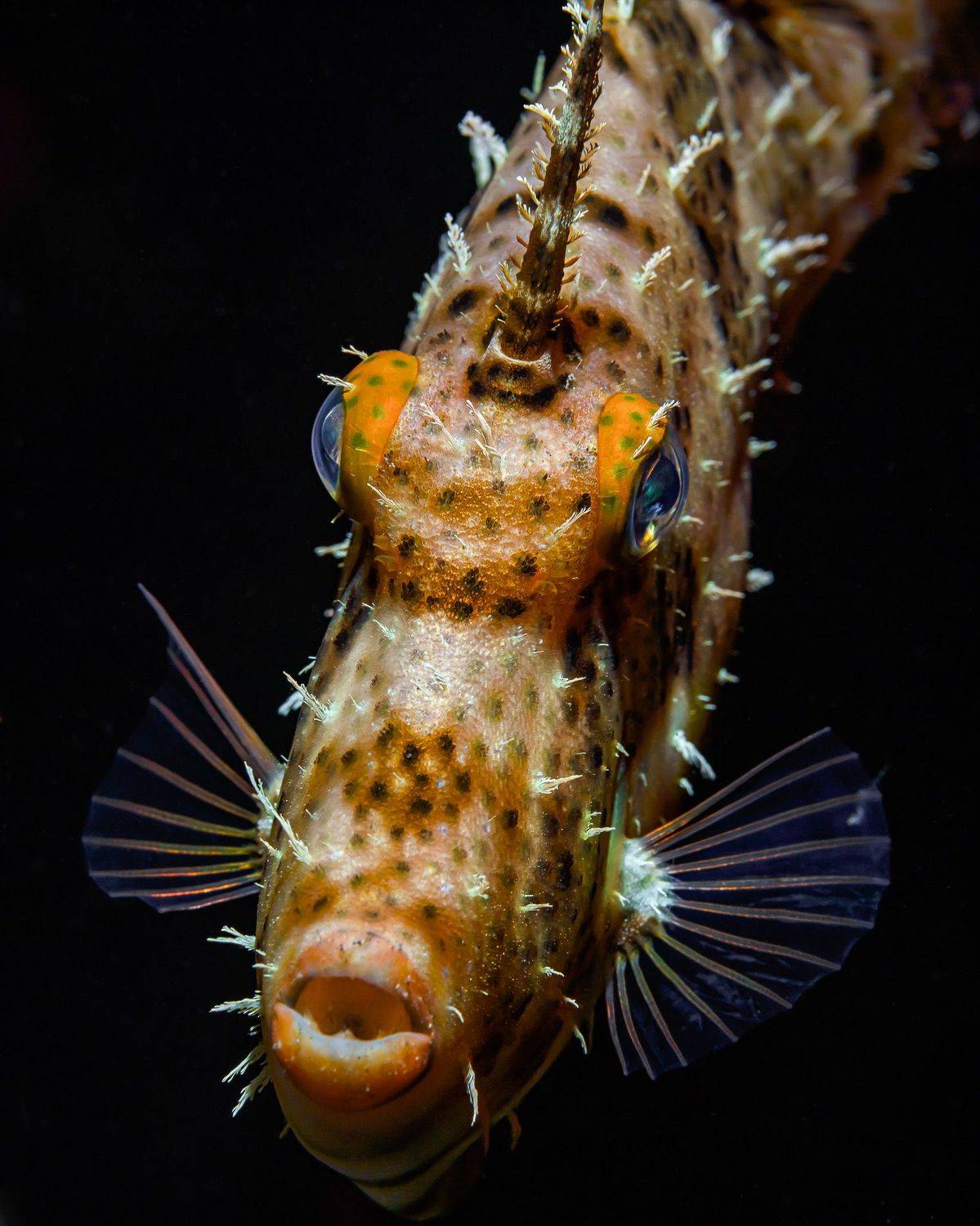 рыба, глаза, море, портрет, животное. под водой, природа, ночь, анфас, плавники, дайвинг, океан, , Андрей Савин