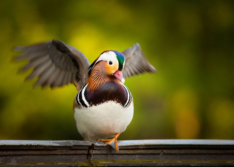 Mandarin duckphoto preview