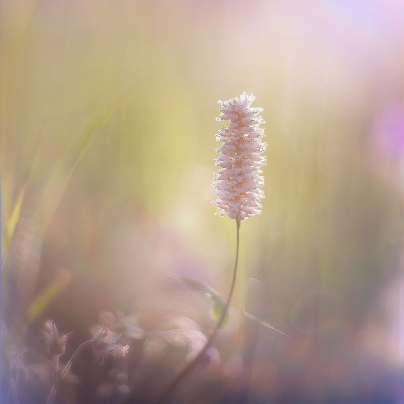 утро, свет, росинки, травинки Купаясь в утреннем свете...photo preview