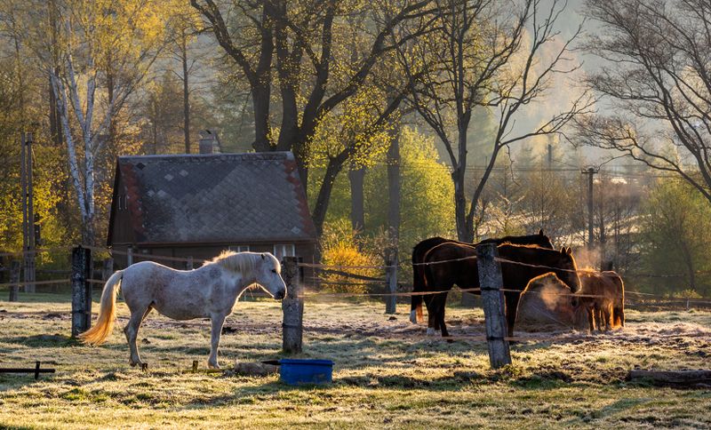 Утро с заморозкамиphoto preview