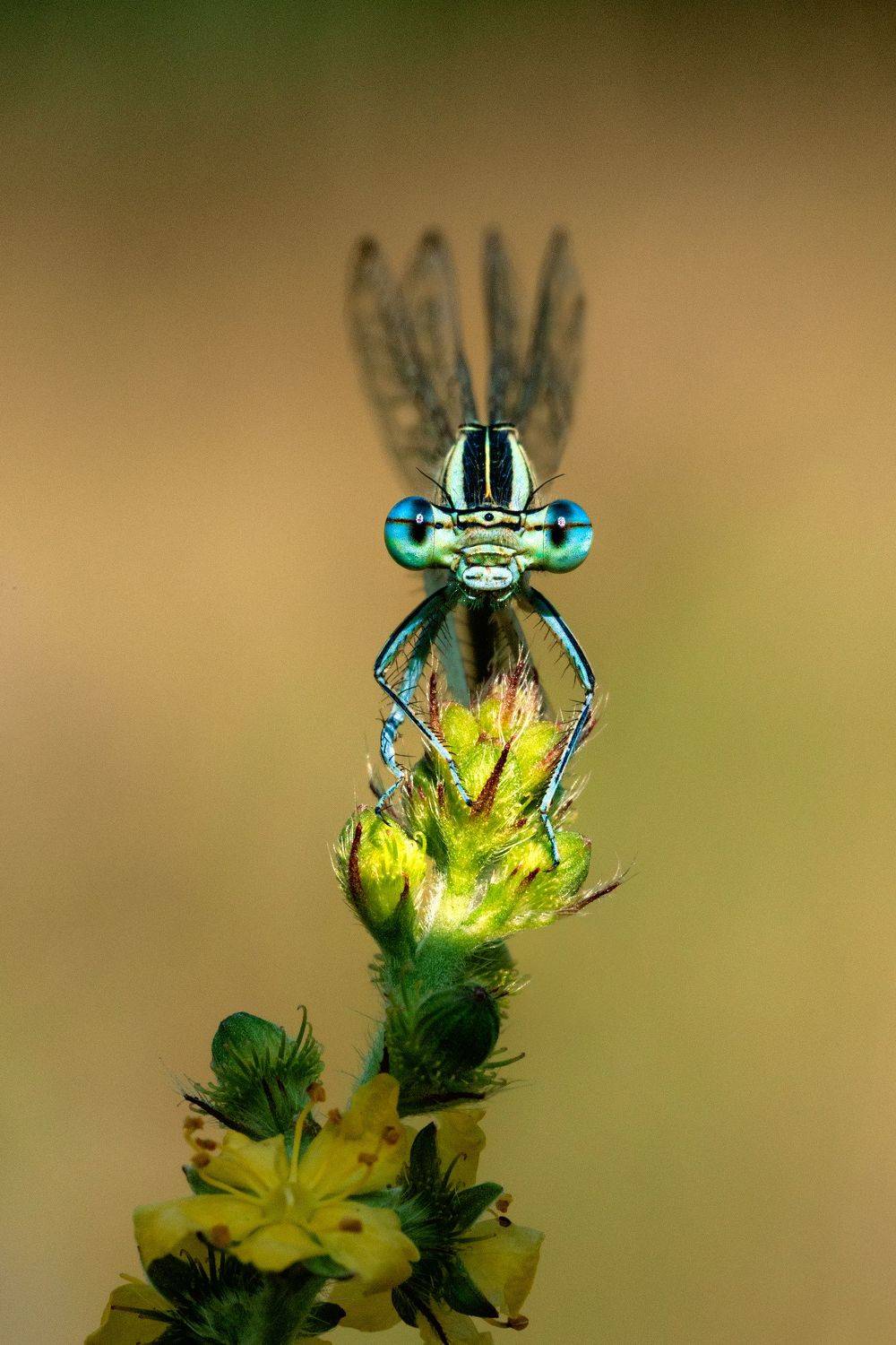 Попрыгунья. Автор: Татьяна Гореславец , Татьяна Гореславец