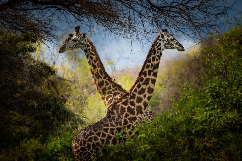 Giraffes & Buphagusphoto preview