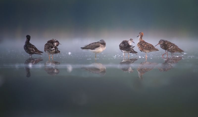 Tringa erythropus , Philomachus pugnax,Tringa nebulariaphoto preview