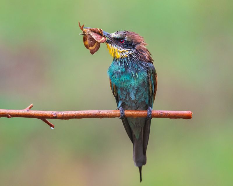 После дождя...photo preview