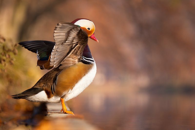 Mandarin duckphoto preview