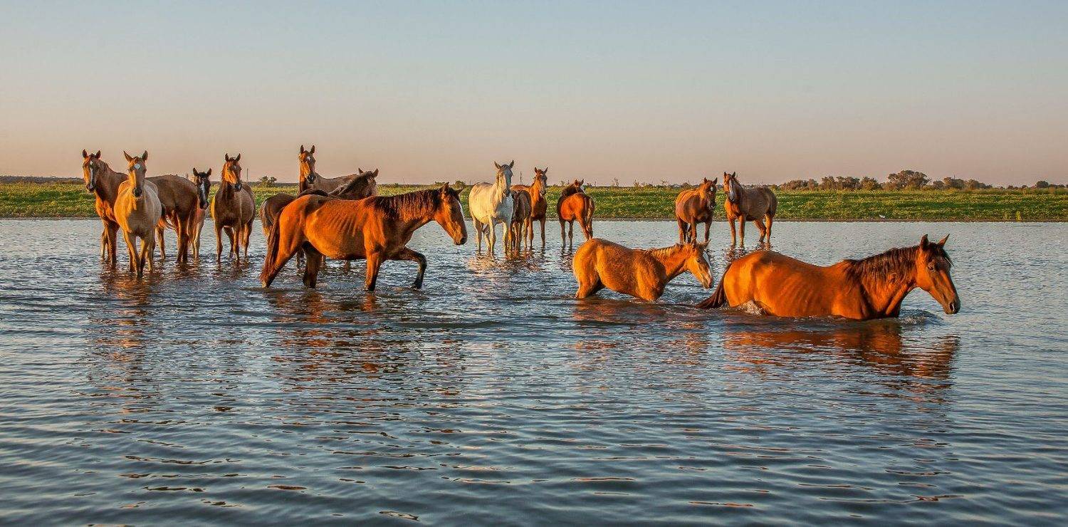 ПЕРЕПРАВА . Автор: Сергей цыбизов с.КАМЫШОВО, Сергей цыбизов