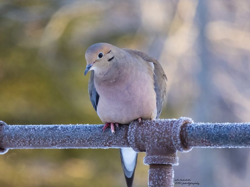 #animals #animal #pet #dog #cat #dogs #cats #photooftheday #cute #pets #instagood #animales #cute #love #nature #animallovers #pets_of_instagram #petstagram #petsagram #lovely lonelyphoto preview