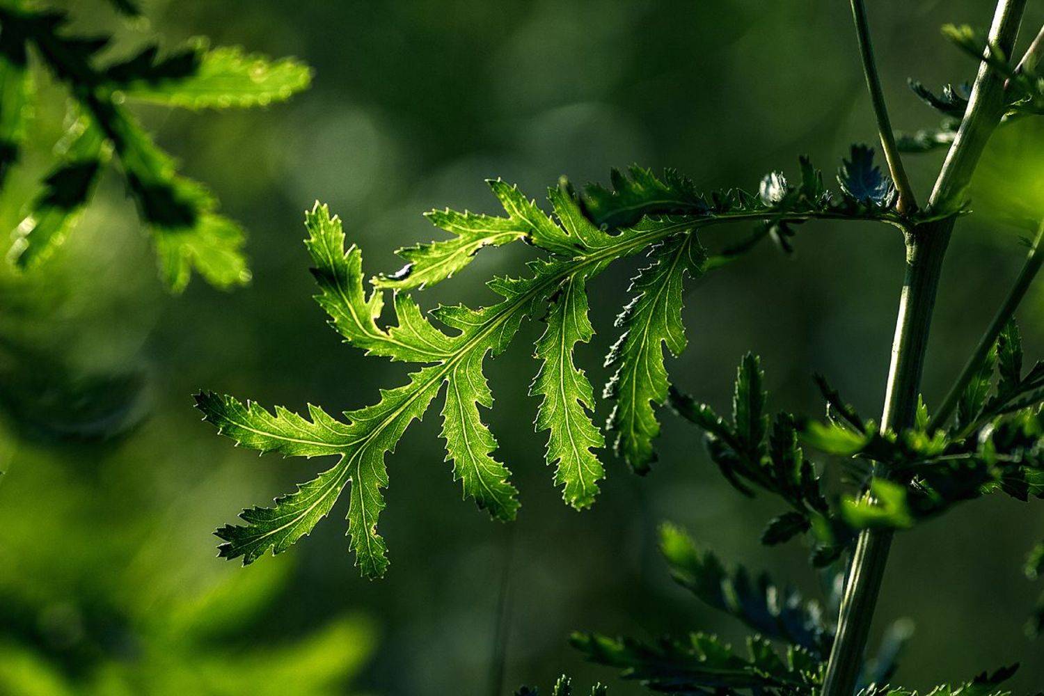 tokina 100 macro, beautiful, красивый, moment, момент, nature, природа, летняя, summer, лето, leaf, лист, tansy, пижма, green, зеленый,, Наталья Терентьева