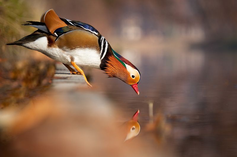 Mandarin duckphoto preview