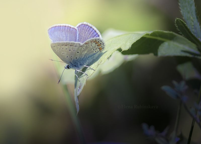 кострома, природа, макро, бабочки, насекомые Июльphoto preview