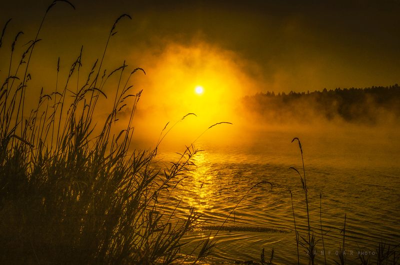 катящаяся дымка ,дымка ,zanfoar,nikon,туман, солнце, восход солнца, камыши, озеро, чехия ,занфоар чешская  республика Катящаяся дымкаphoto preview