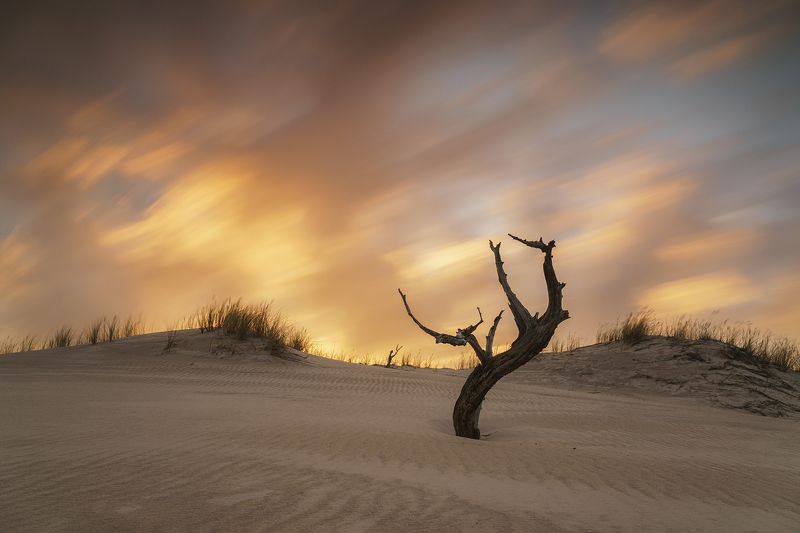 соснаphoto preview