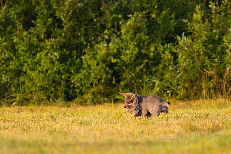 ssaki,wilki,las,przyroda,fauna Młode wilki photo preview