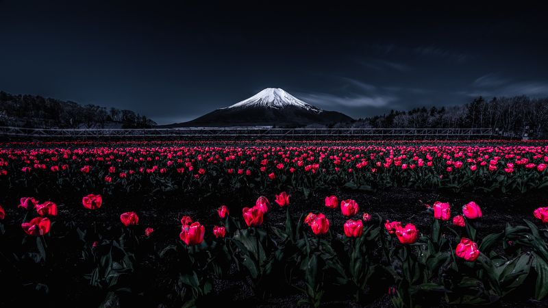 Fuji,Japan,mountain,tulips,red,white,snow,spring Fascinated by the bright redphoto preview
