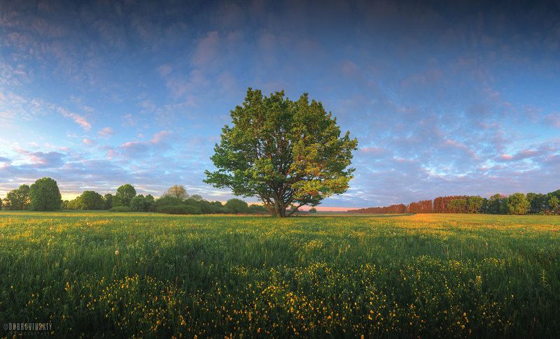 дерево, весна, рассвет Весенняя акварельphoto preview