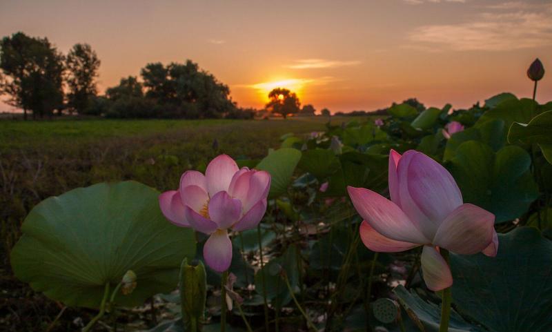 с.КАМЫШОВО  УТРЕННИЙ   ЛОТОС  photo preview