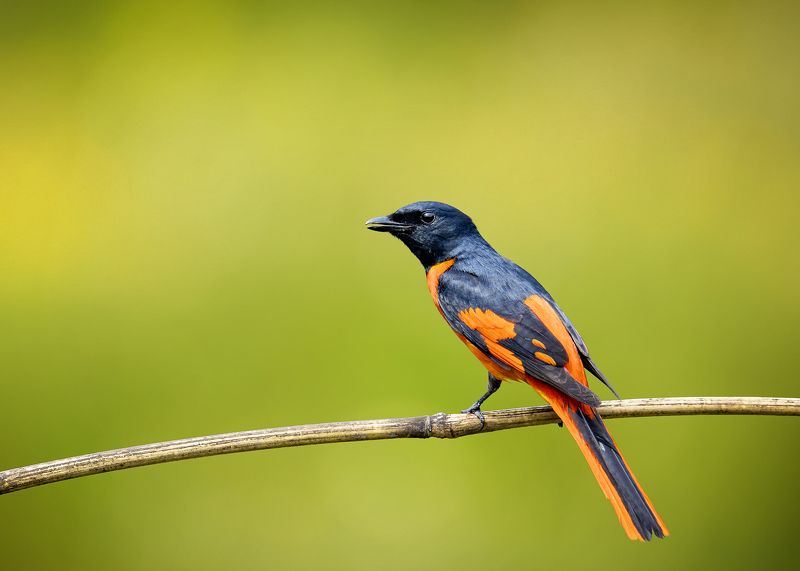 scarlet minivet, birds, animals, wildlife, алый минивет, птицы Гималайский огненный личинкоедphoto preview