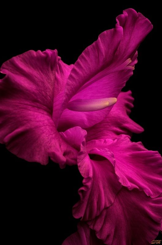 close-up, color, colors, color image, flower, gladiolus, macro, nature, photography, purple, Gladiolus Resembling Purple Waterfallphoto preview
