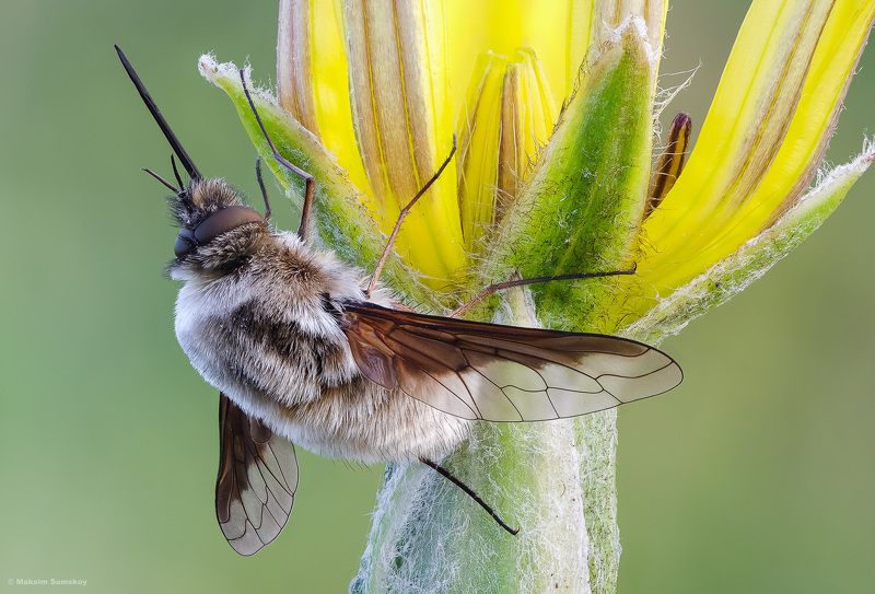 Жужжалоphoto preview