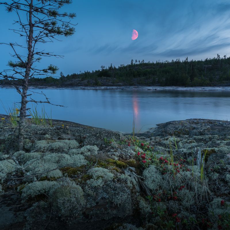 ладога, карелия, брусника, сумерки, луна Брусничная лунаphoto preview