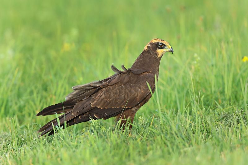 болотный или камышовый лунь. ...photo preview