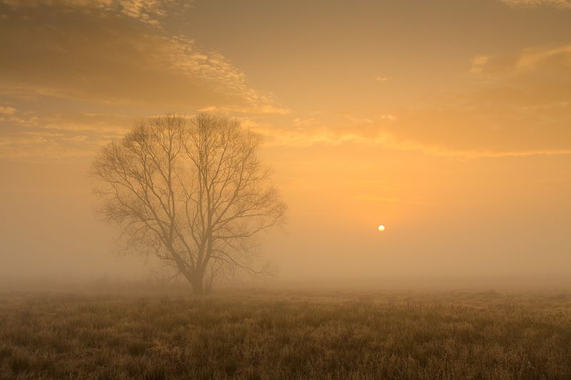 польша, mist, fog, poland, lesser poland, tree, golden hour, tranquility, outdoor, meadow, grass, plain, alone, clouds, sunrise, silene, утро, atmosphere, mood, nature, bare, willow, ***photo preview