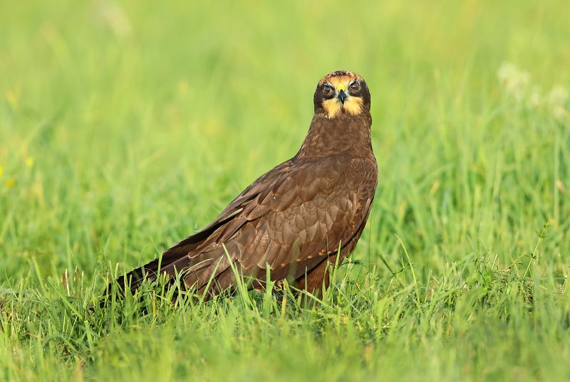 Болотный лунь.photo preview