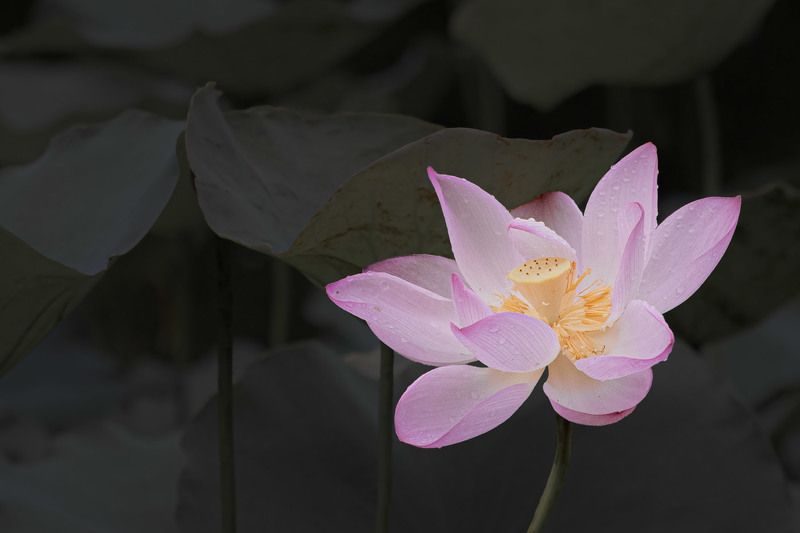 #flowers #lotus #nature Lotusphoto preview