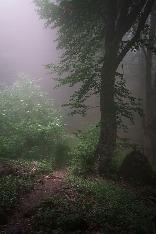 Свет в темном лесуphoto preview