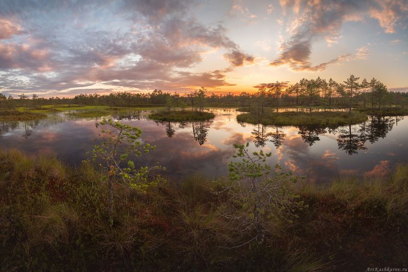 болото, ленобласть, фототур, сосны, ленинградская область, вечер, после заката, болотные топи \