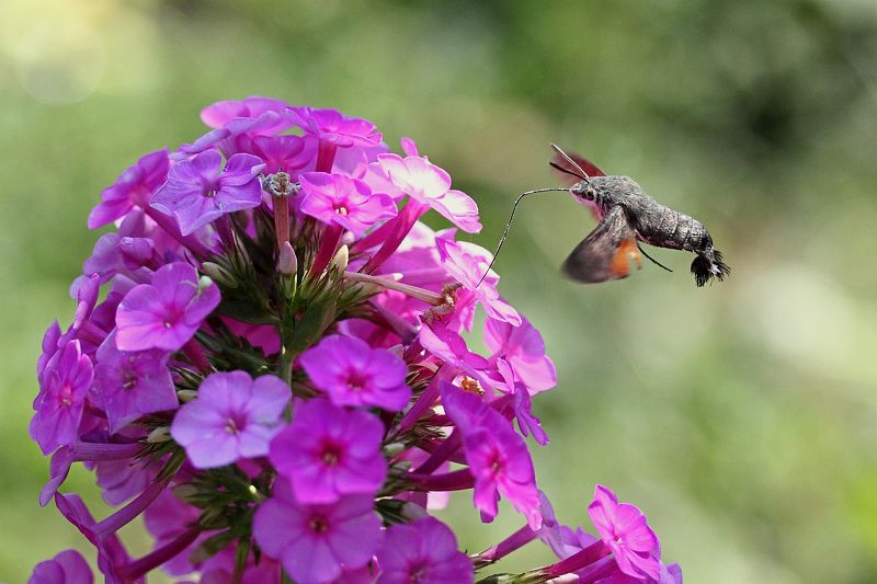 Языкан и флоксphoto preview