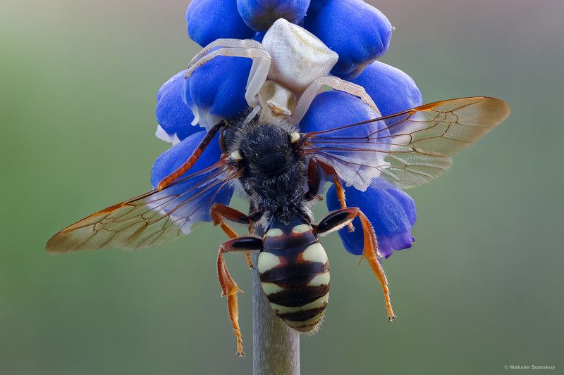 Приятного аппетитаphoto preview