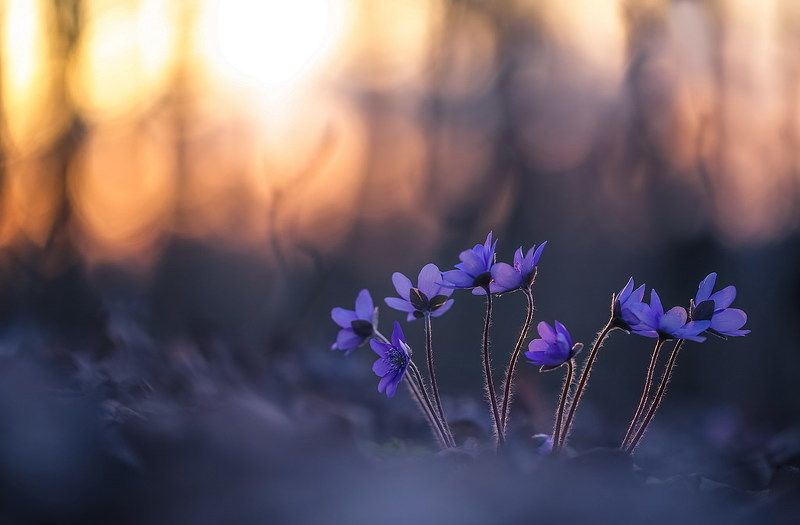 Вечерняя симфонияphoto preview