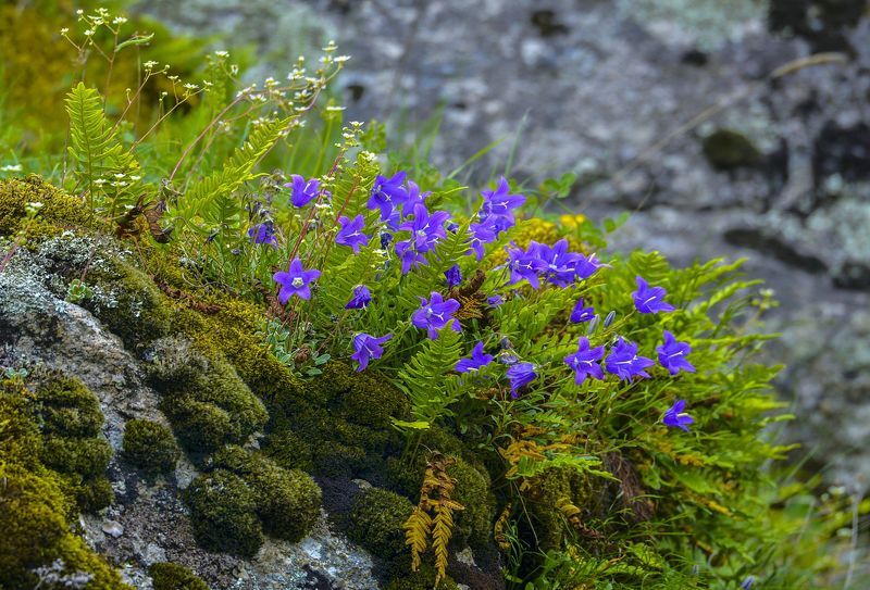 А в горах цветы необычайной красоты!photo preview