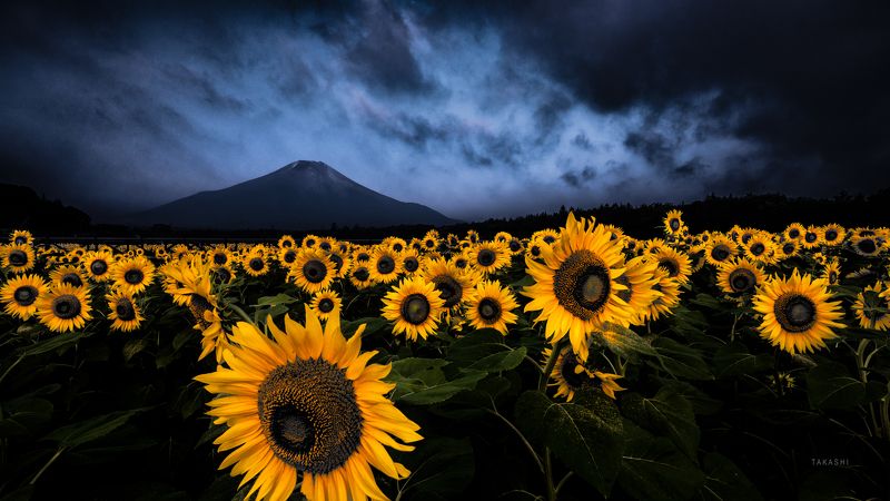 Fuji,Japan,mountain,sunflowers,cloud,light,blue,yellow Before a stormphoto preview