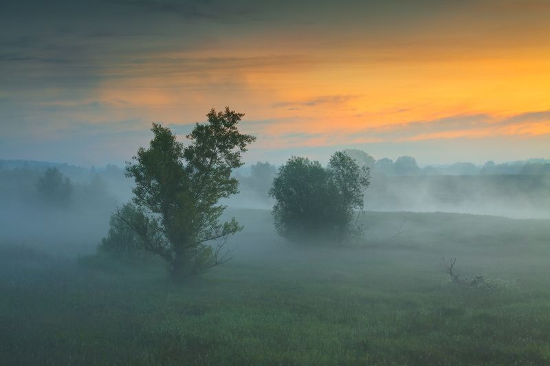 польша, туман, утро, mist, fog, poland, lesser poland, tree, golden hour, tranquility, outdoor, meadow, grass, plain, clouds, sunrise, silene, atmosphere, mood, nature, willow, ***photo preview