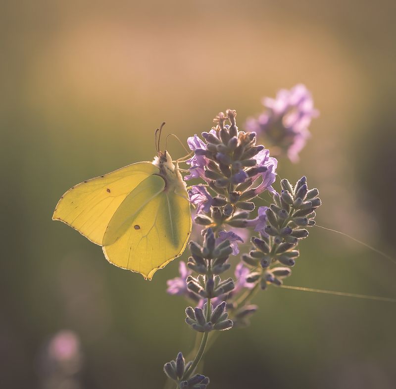 Gonepteryx rhamniphoto preview