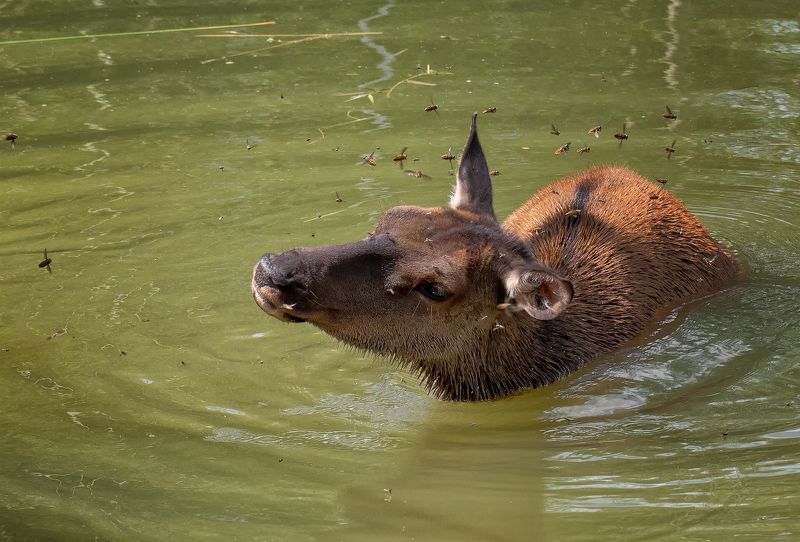 марал, слепень, вода, борьба, жара, борьба со слепнямиphoto preview