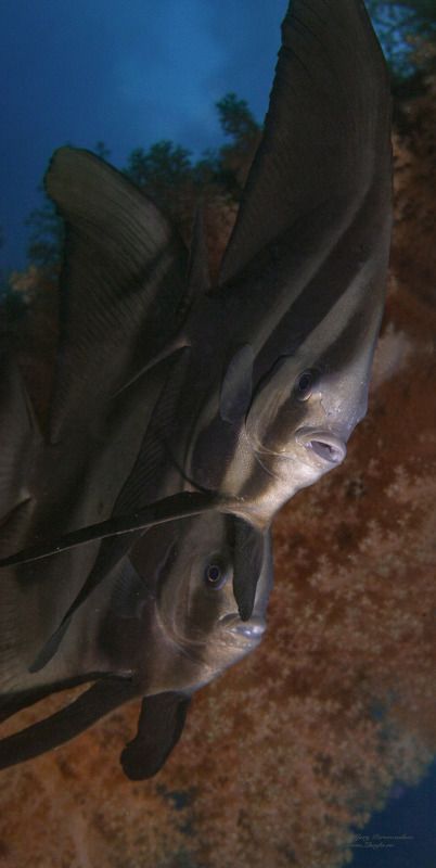 подводное фото подводный мир хургада египет жогло zhoglo красное море Мы с Тамарой ходим паройphoto preview