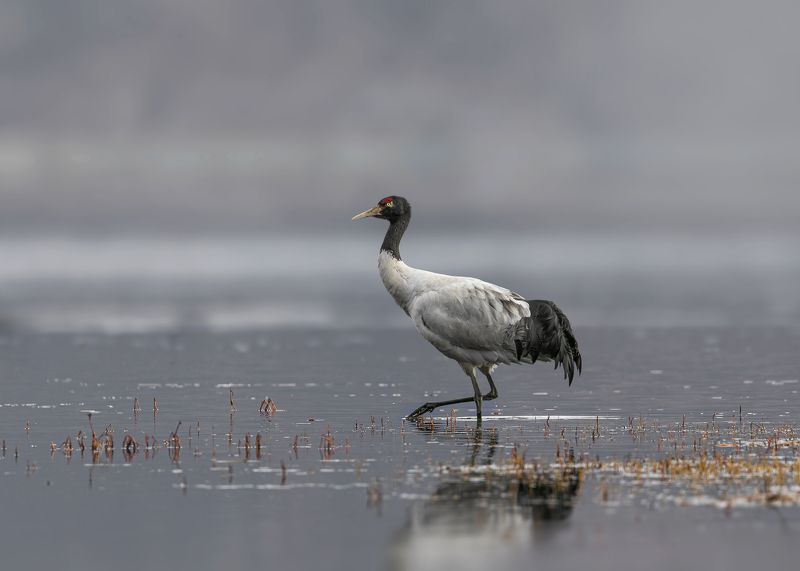 birds, animals, wildlife, black-necked crane, птицы, черношейный журавль, Утренняя прогулкаphoto preview