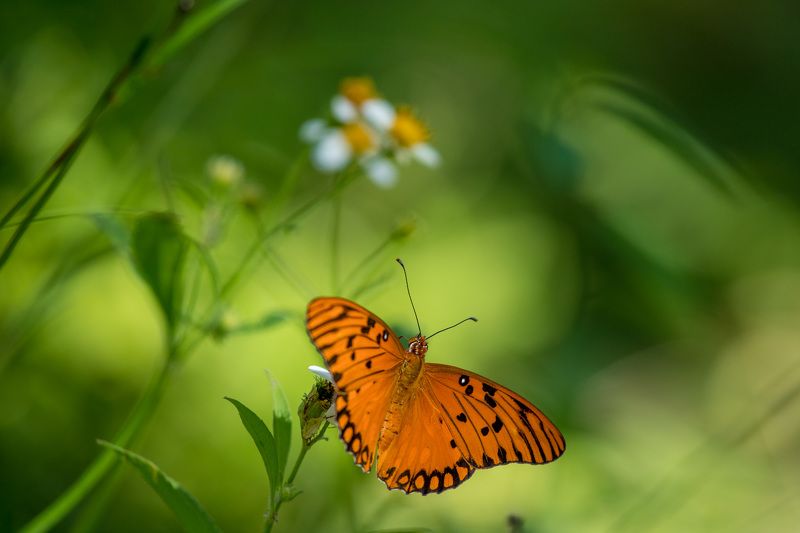 wildlife, insects,butterfly, насекомые, бабочка, геликонида диона, agraulis vanillae Геликонида диона (Agraulis vanillae)photo preview