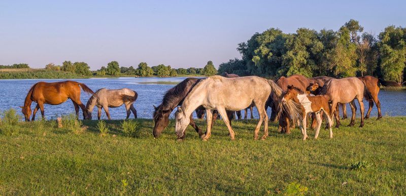 с.КАМЫШОВО БРОДЯТ    КОНИ  photo preview